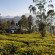 Фото Ceylon Tea Trails